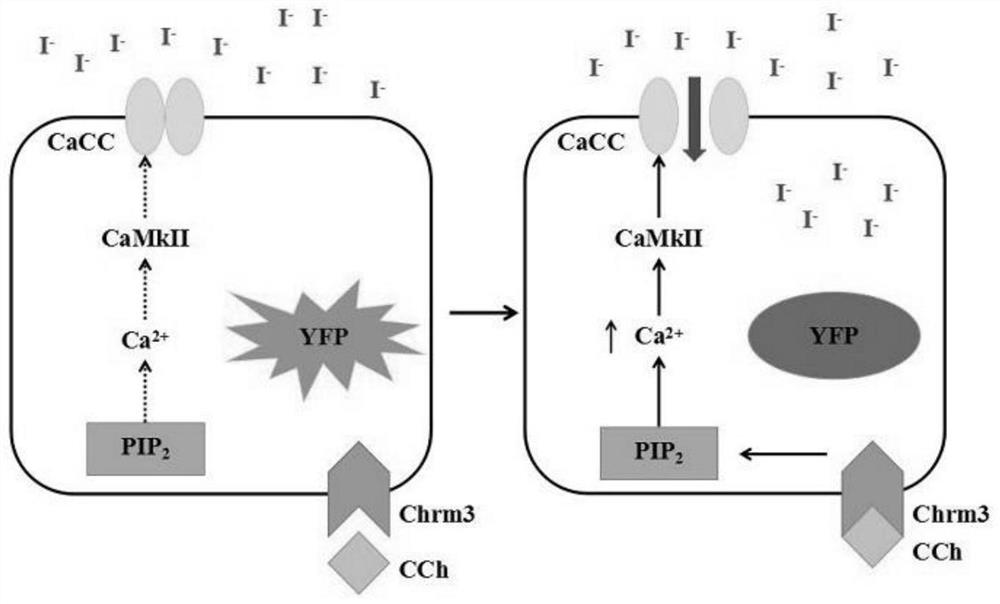 Application of FRT cell strain in preparation of preparation or kit for screening Chrm3 regulator