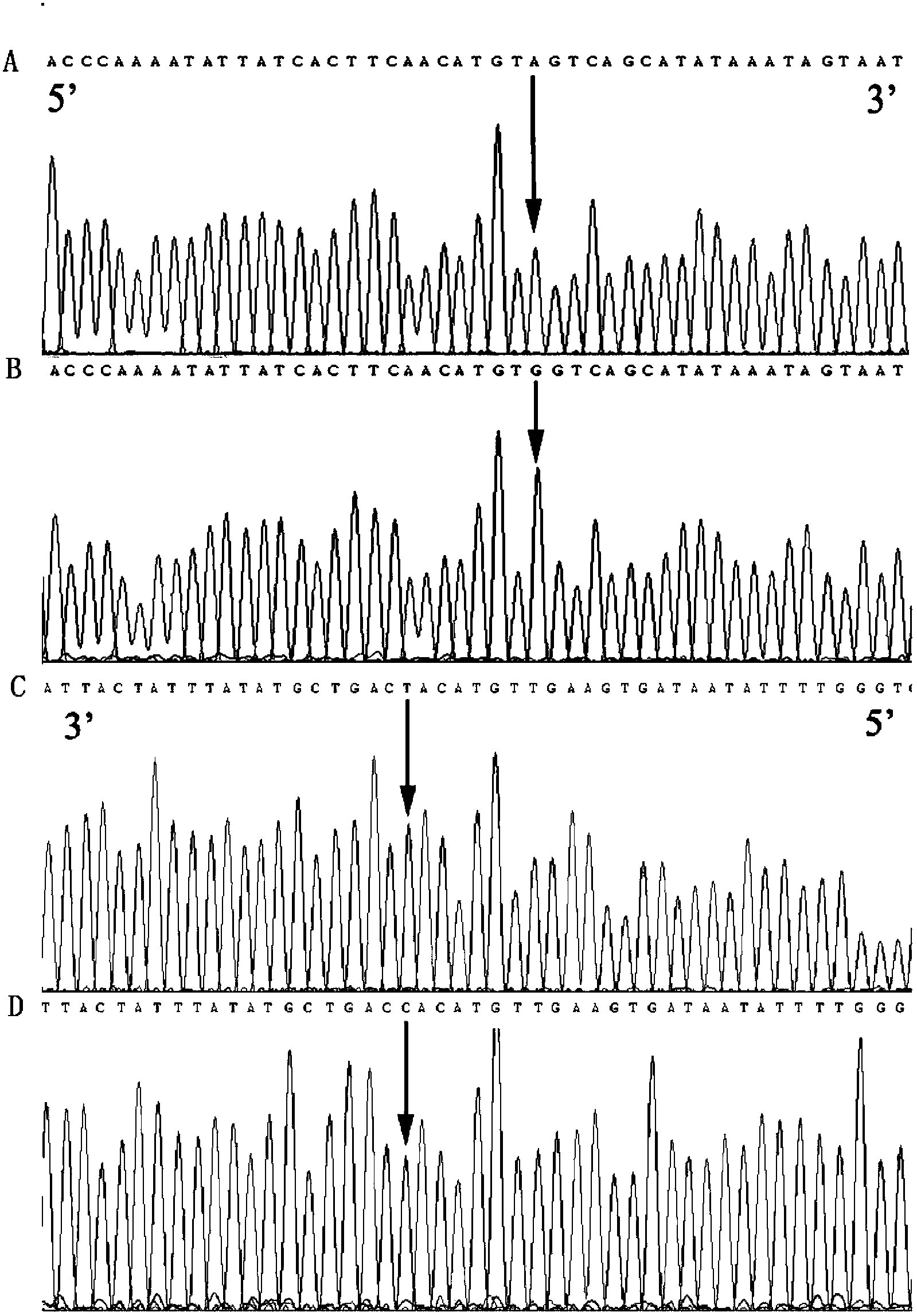 Hypertension susceptibility related gene locus and detection method thereof