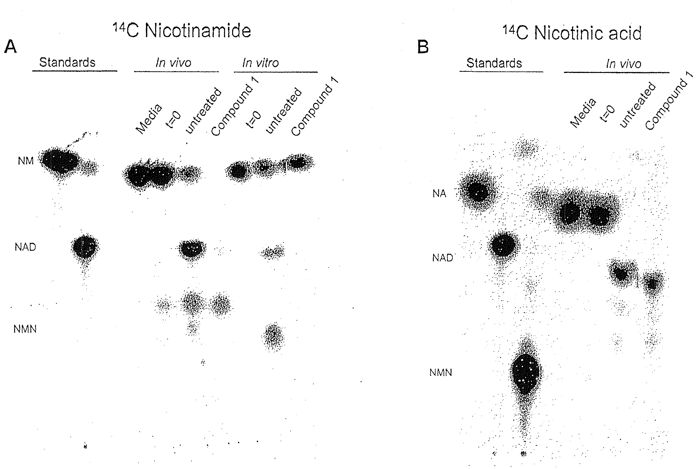 Compositions and Methods for Effecting NAD+ Levels Using A Nicotinamide Phosphoribosyl Tranferase Inhibitor