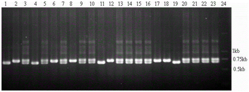 Molecular marker and application thereof