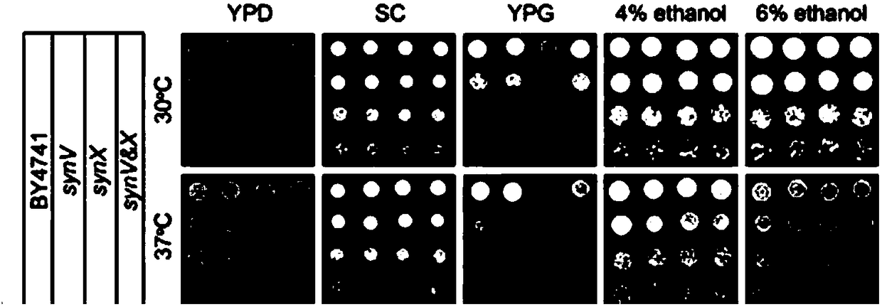 Chromosome Transfer Method of Saccharomyces cerevisiae