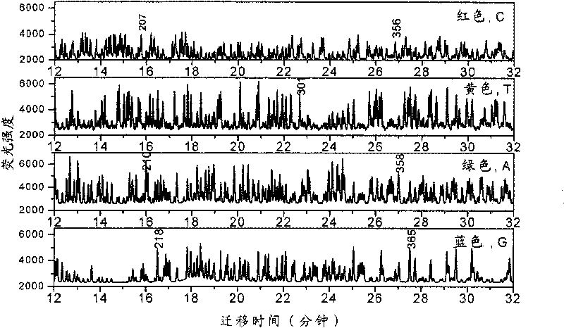 Polymer/gold nano particle composite medium for use in capillary electrophoresis DNA sequencing and method for preparing same