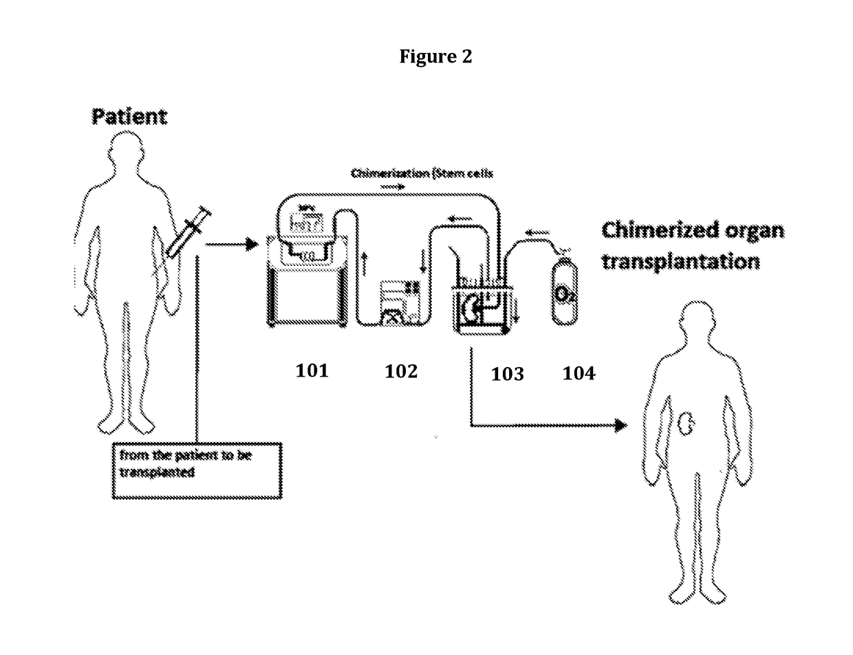 Method for organ chimerization through cellular treatment
