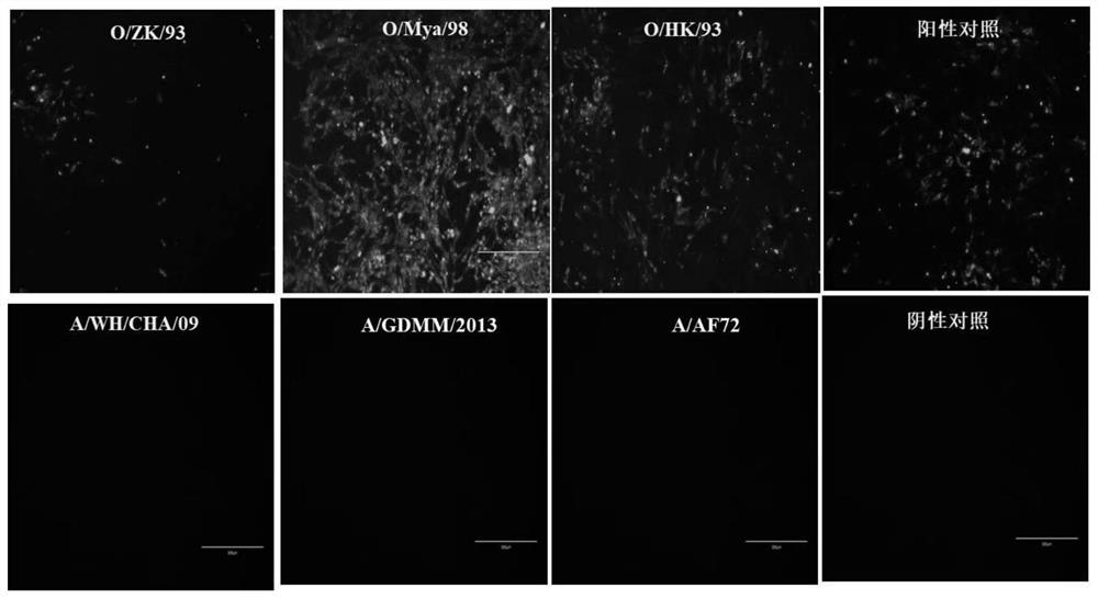 Antibody m19 of O-type foot-and-mouth disease virus structural protein as well as preparation method and application of antibody m19