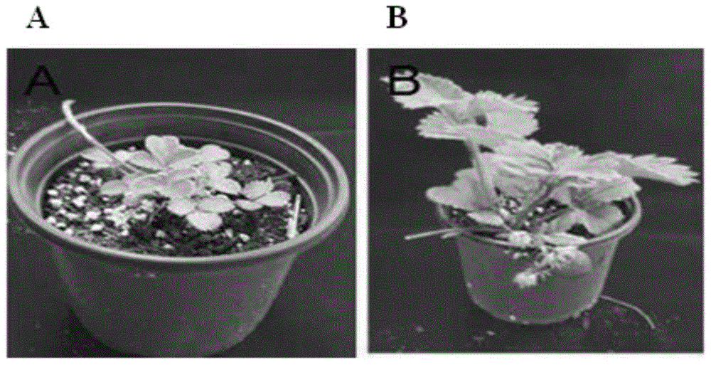 Method for utilizing black fungus mushroom residues to prepare matrix special for strawberry potting culture