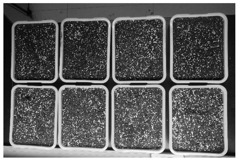 Method for promoting the development of pen holder tree by regulating environmental factors