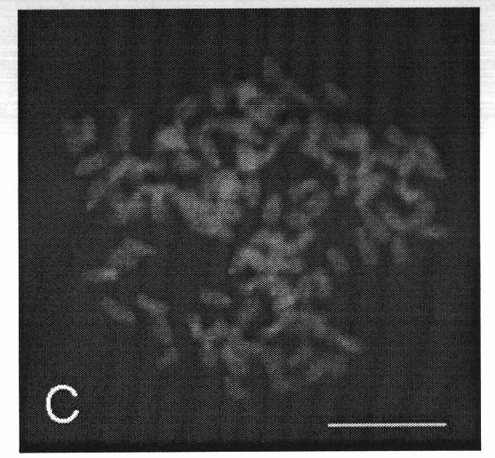 Fluorescence in situ hybridization (FISH) method for fish chromosomes