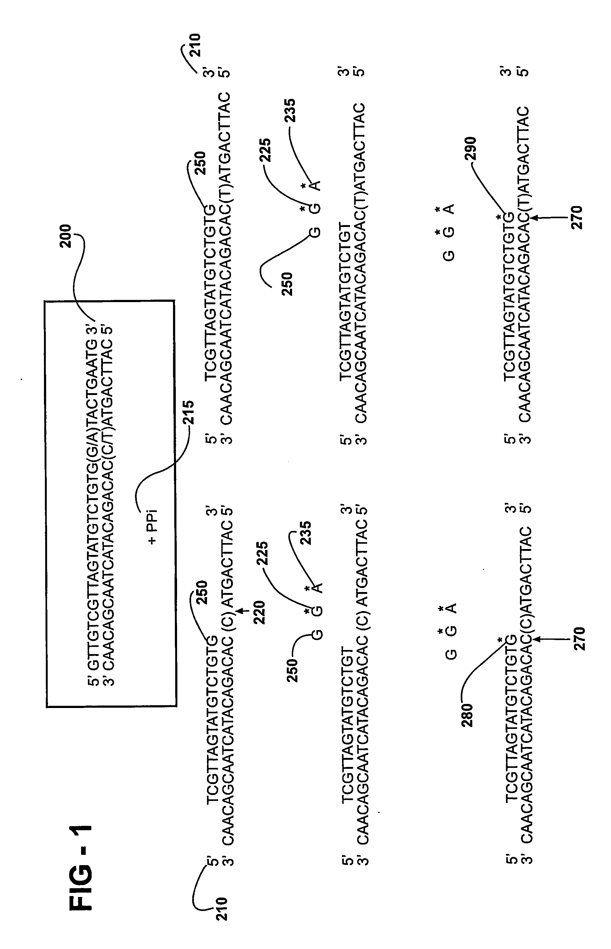 Compositions and processes for genotyping single nucleotide polymorphisms