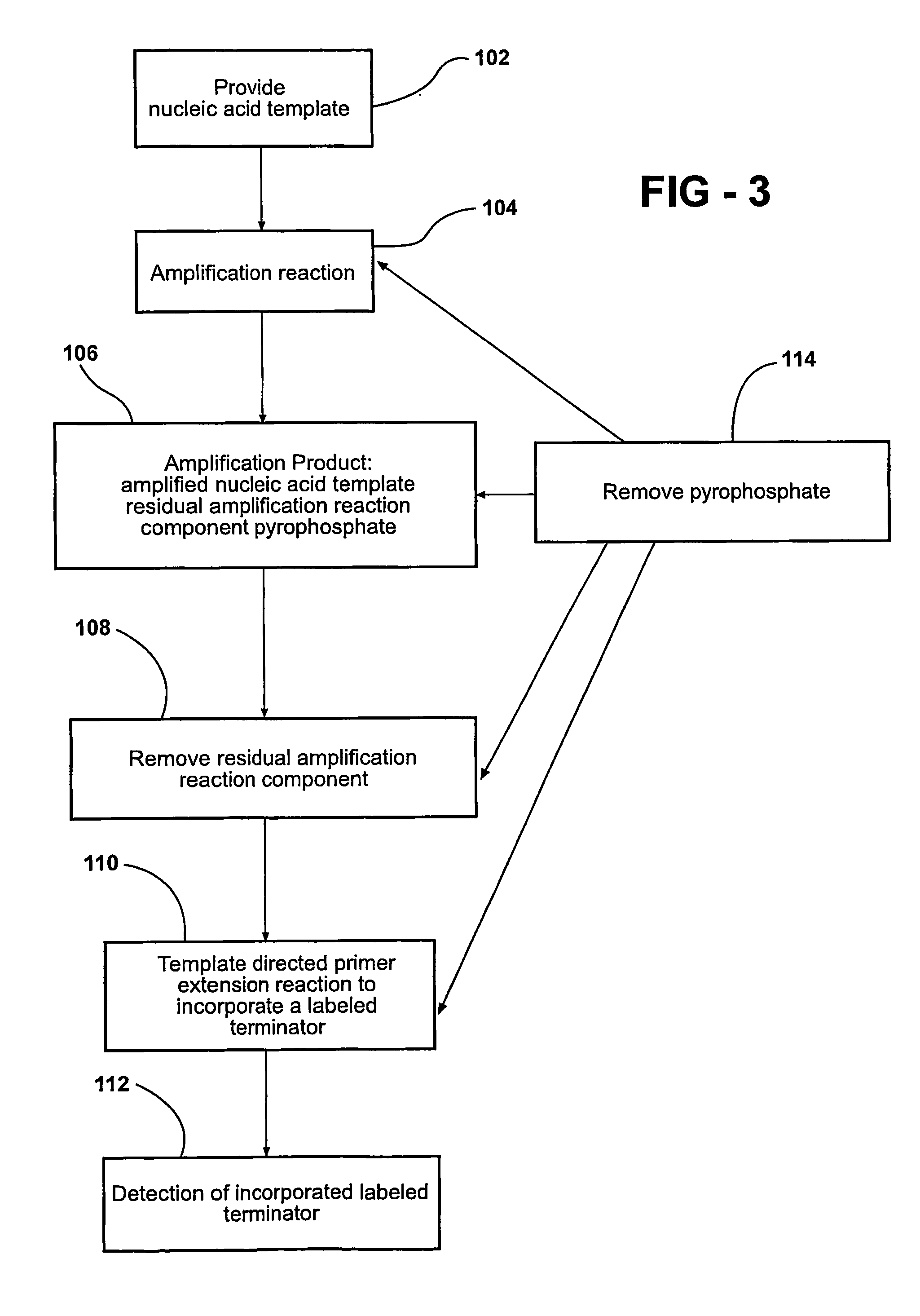 Compositions and processes for genotyping single nucleotide polymorphisms