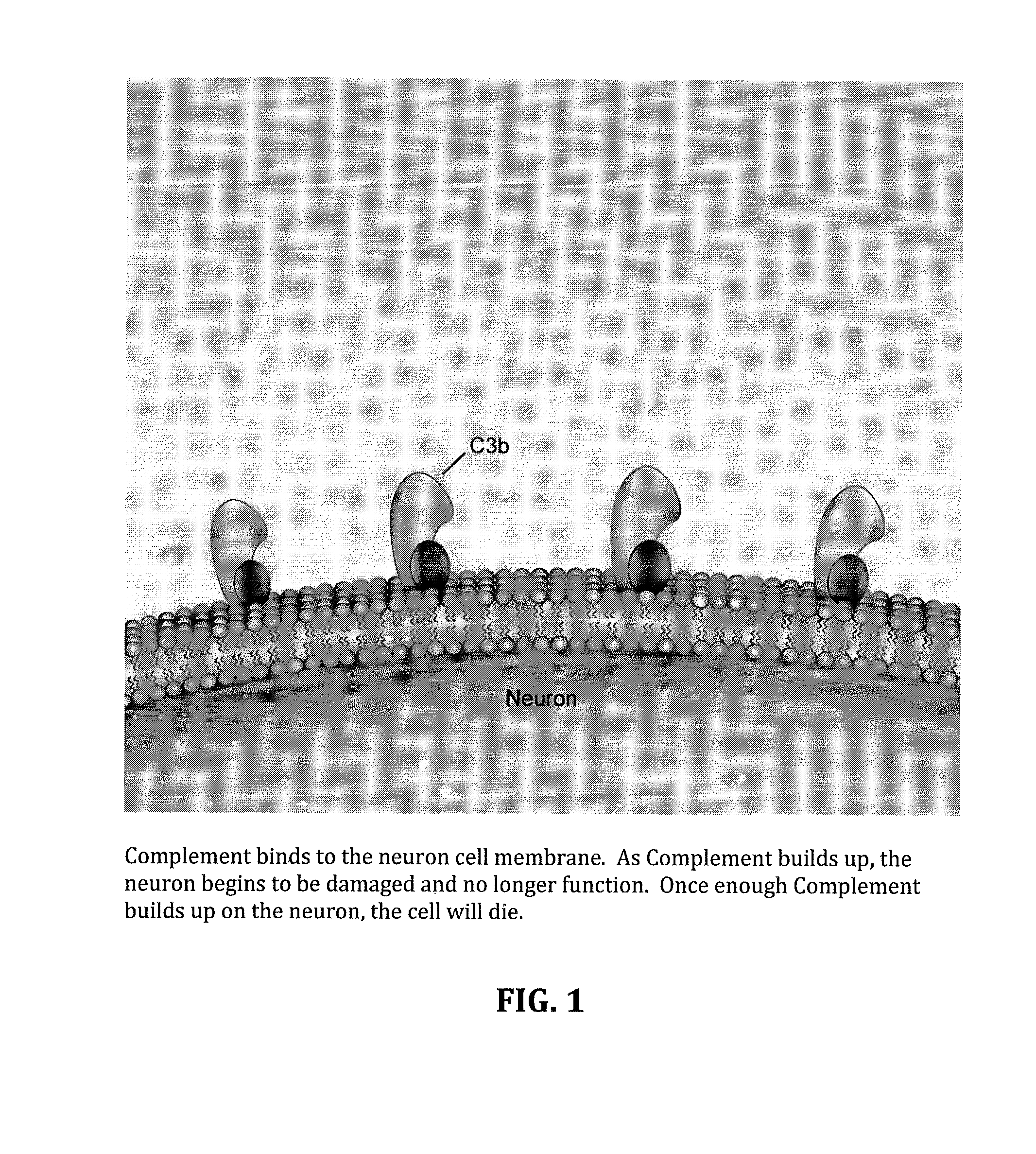 Method for treating ALS via the increased production of factor h