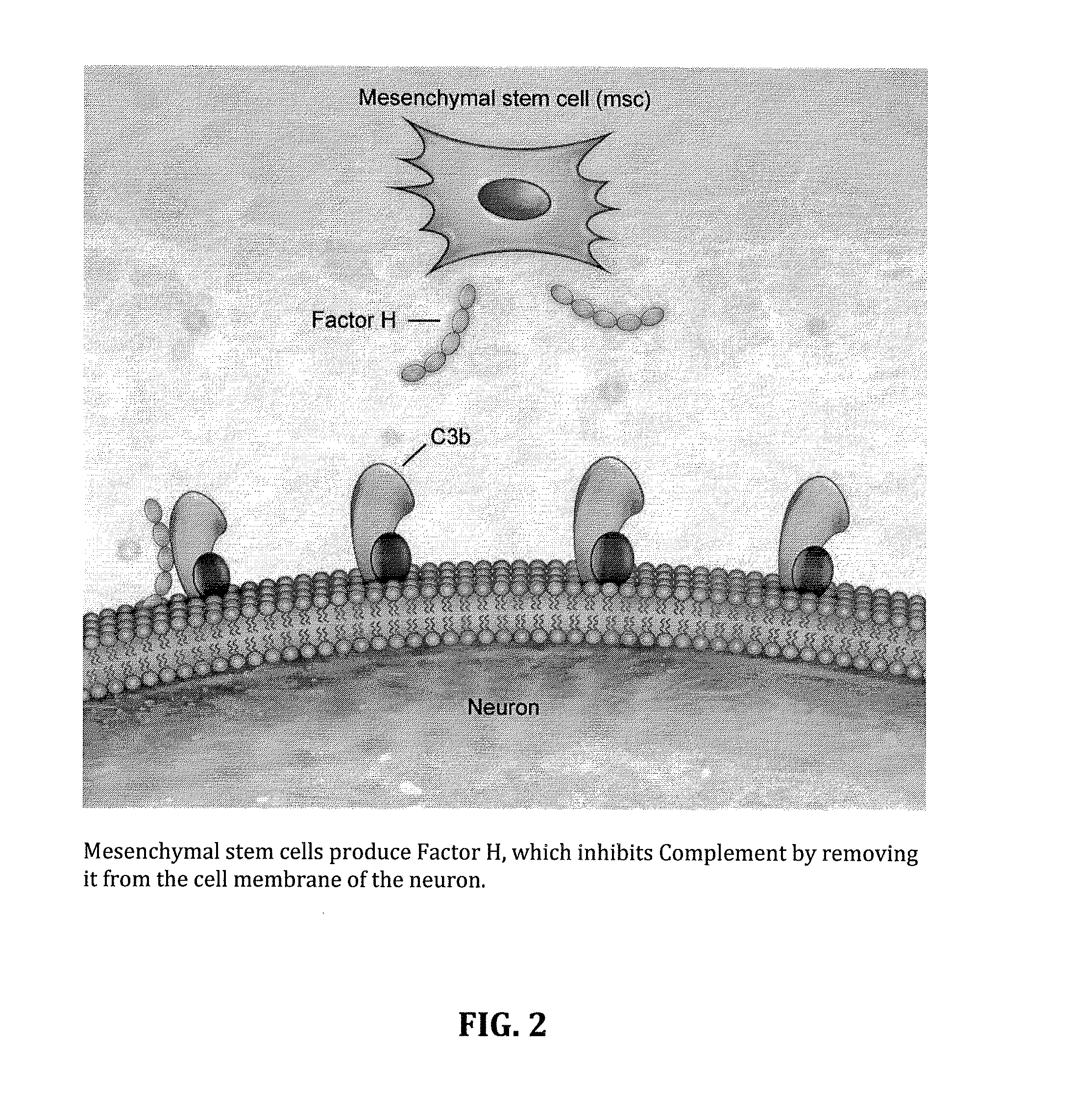 Method for treating ALS via the increased production of factor h