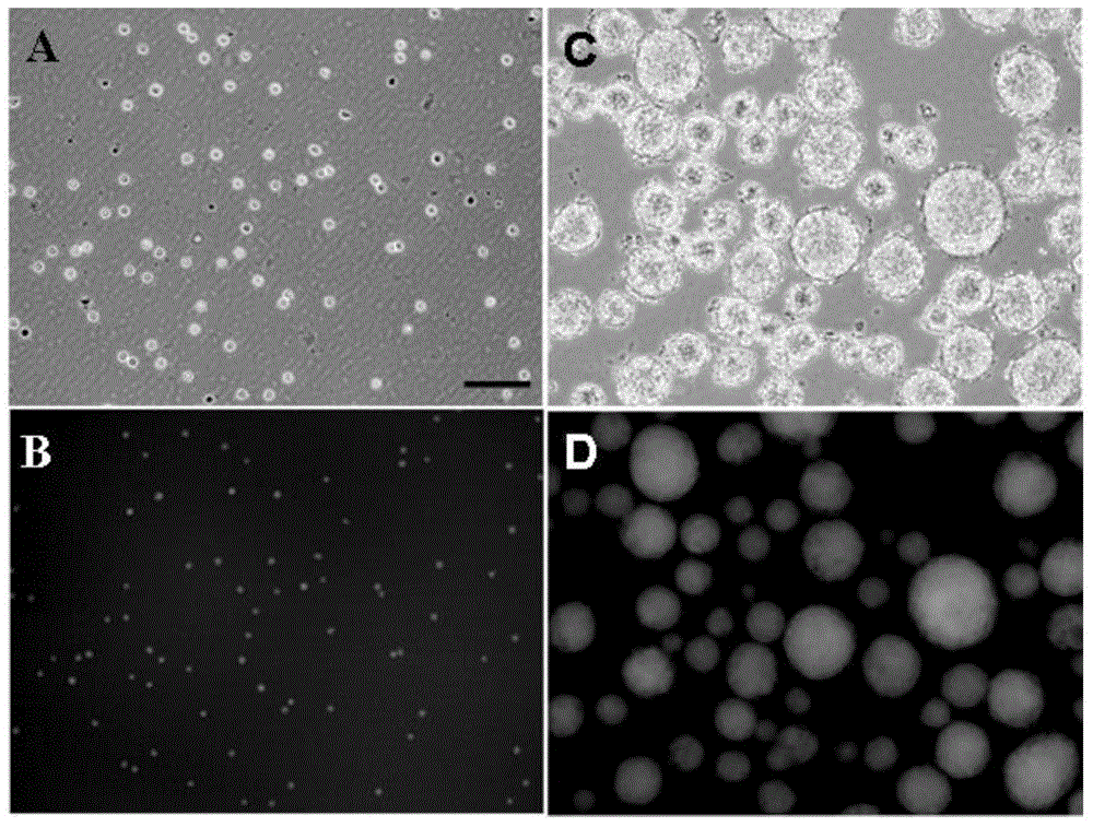 A serum-free, feeder-free pluripotent stem cell culture method
