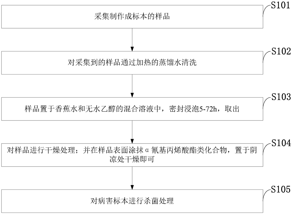 Method and system for making forest tree disease specimen