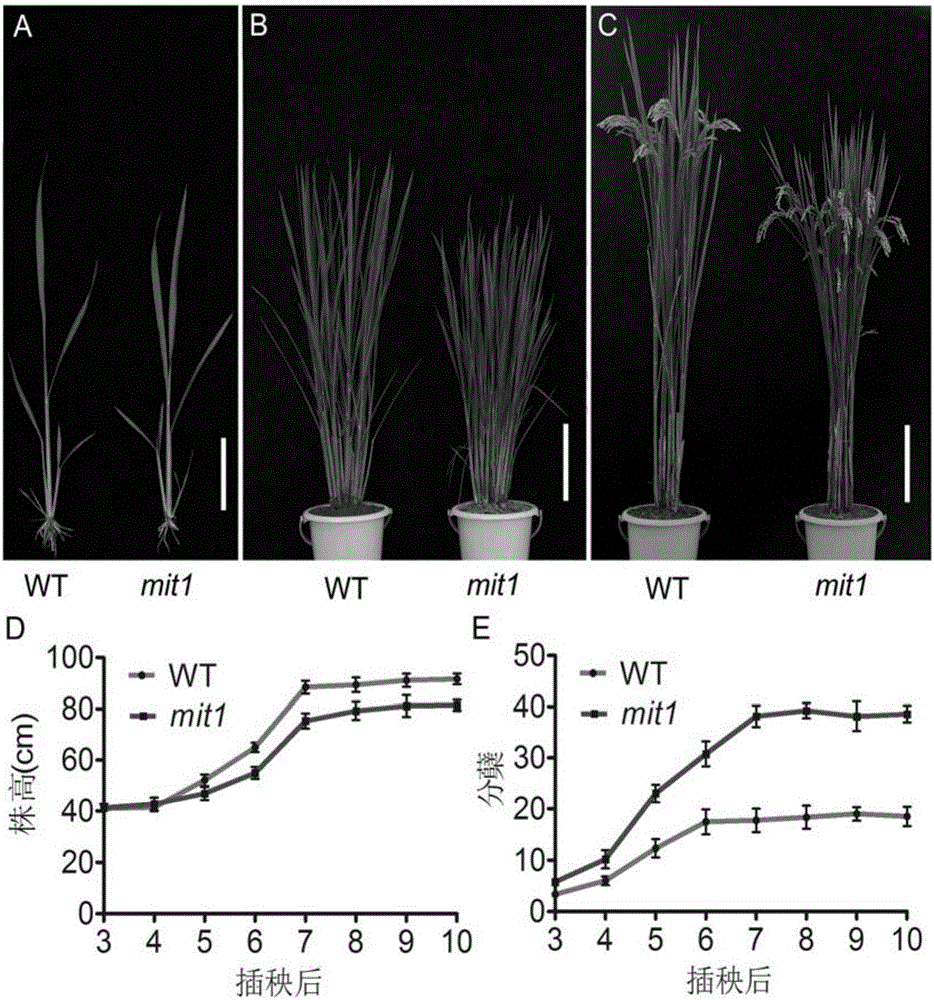 Oryza sativa MIT1 gene as well as encoded protein and application thereof