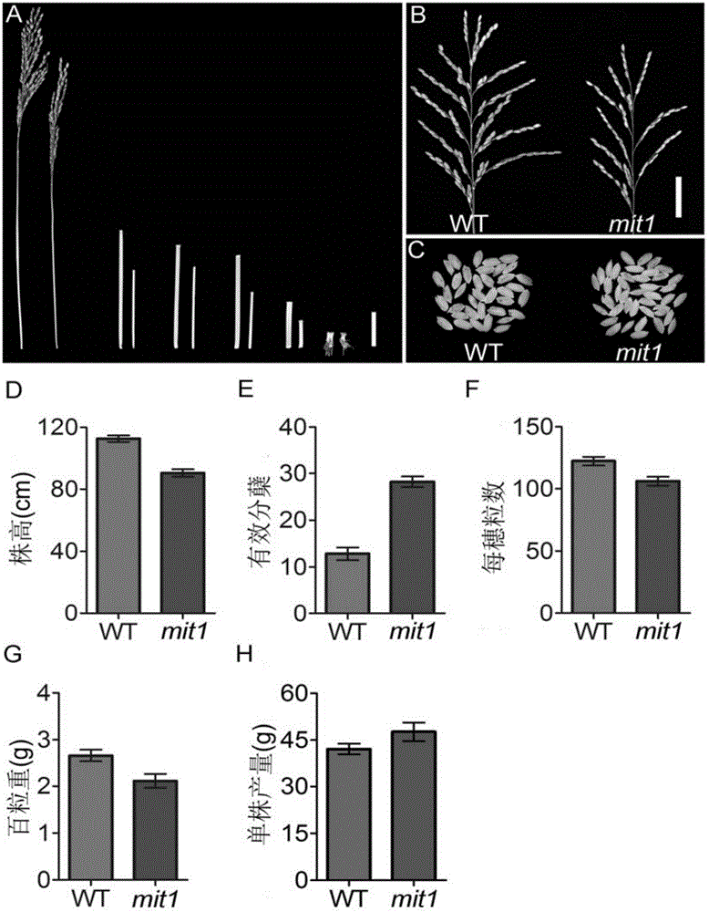 Oryza sativa MIT1 gene as well as encoded protein and application thereof