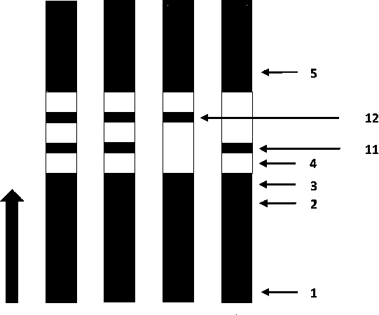 Preparation method of signal-enhancement type immunochromatographic gold-labeled test strip