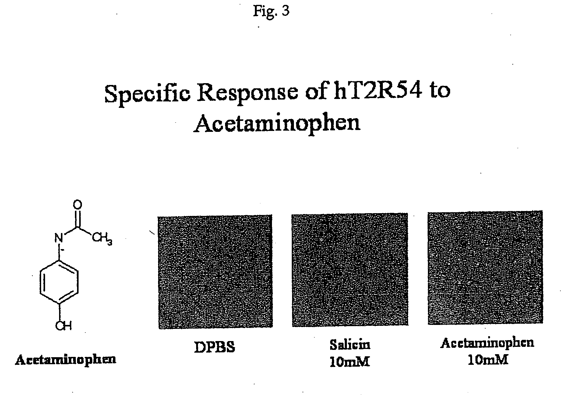 pHuman T2R receptors for acetaminophen ranitidine, strychnine and denatomium and related assays for identifying human bitter taste modulators