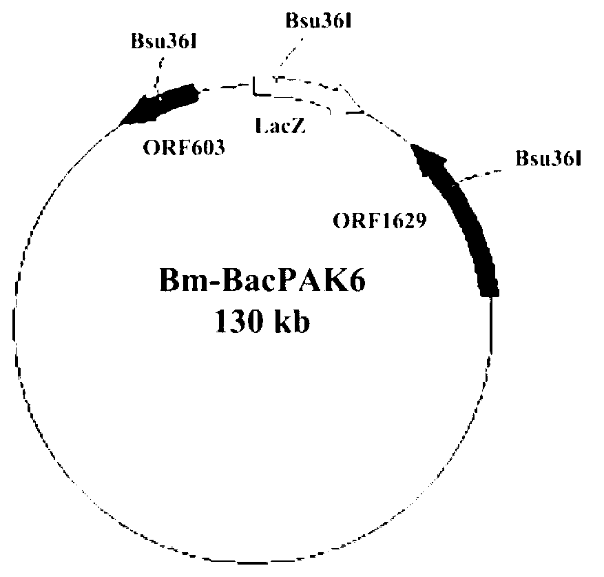 Method of expressing rotavirus virus protein 6 (VP6) protein by using silkworm bioreactor
