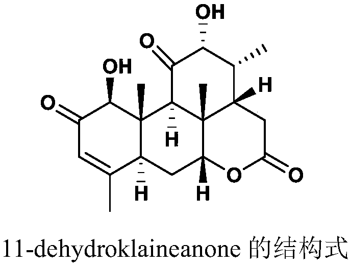 Application of 11-dehydroklaineanone in antifeedant activity of insects and inhibition of growth and development of insects