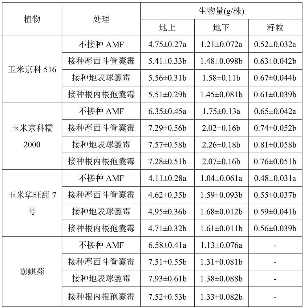 Method for remediation of cadmium-contaminated soil by intercropping corn and wedelia chinensis and inoculating AMF