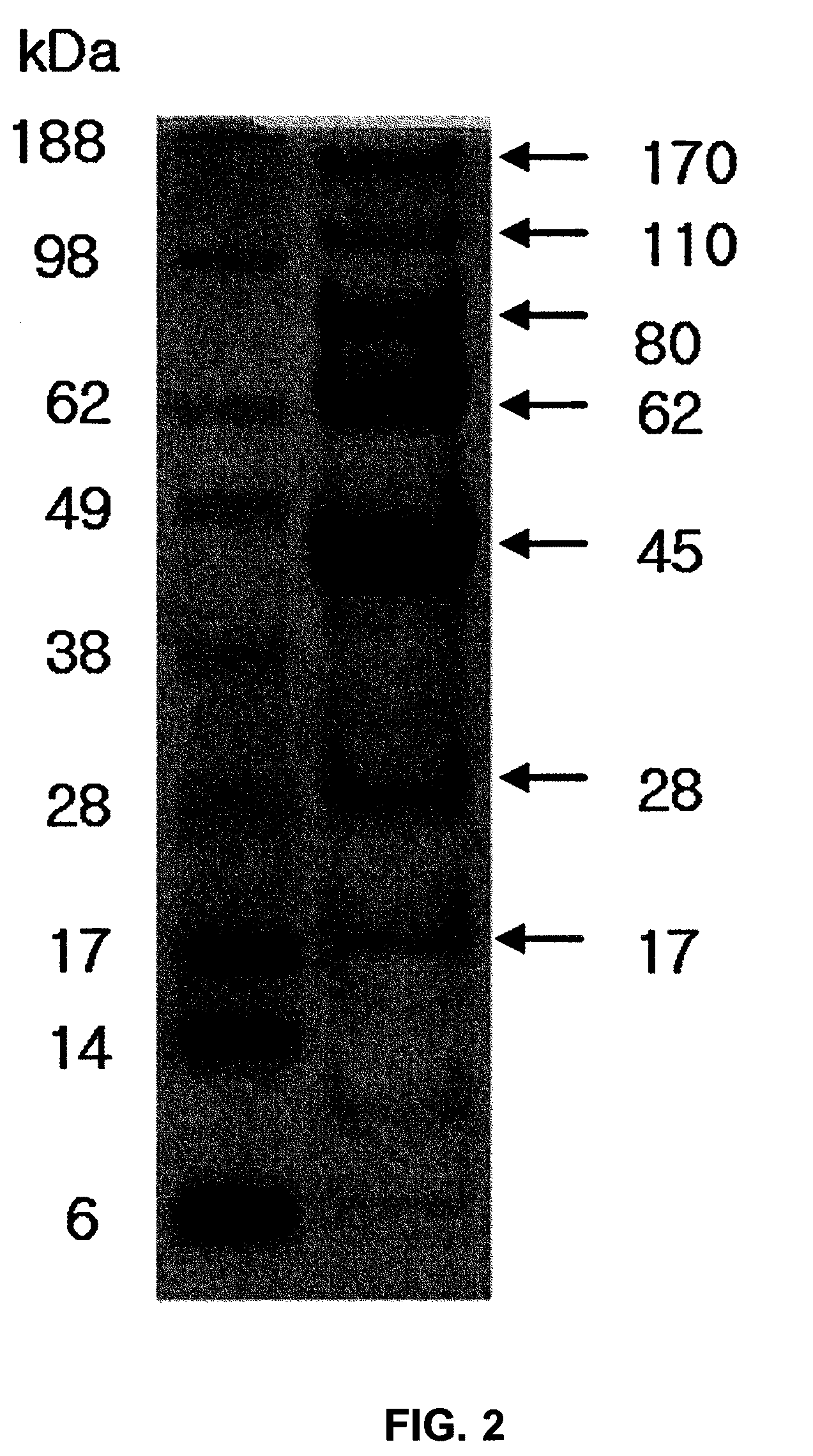 Novel Bacteriophage and Antibacterial Composition Comprising the Same