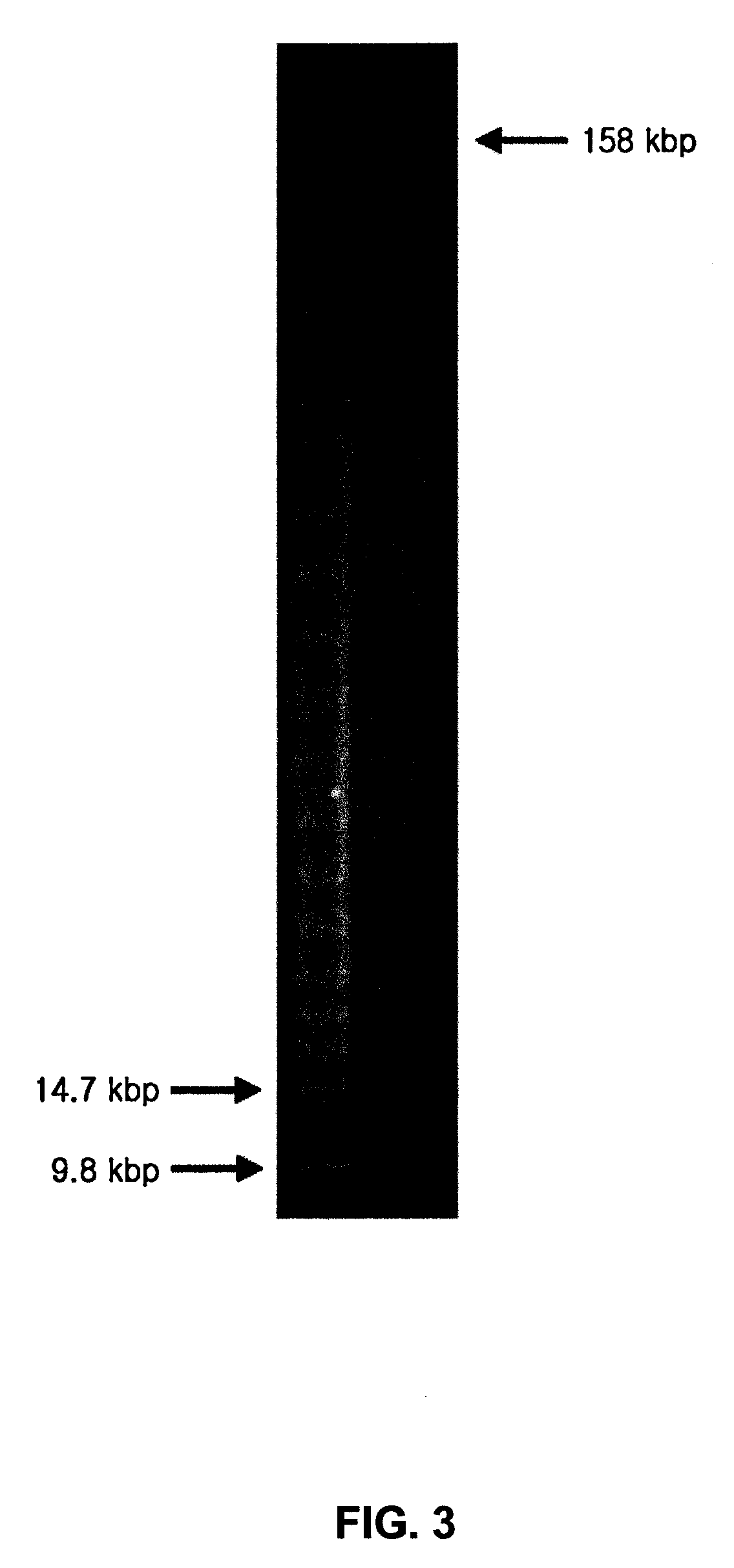 Novel Bacteriophage and Antibacterial Composition Comprising the Same