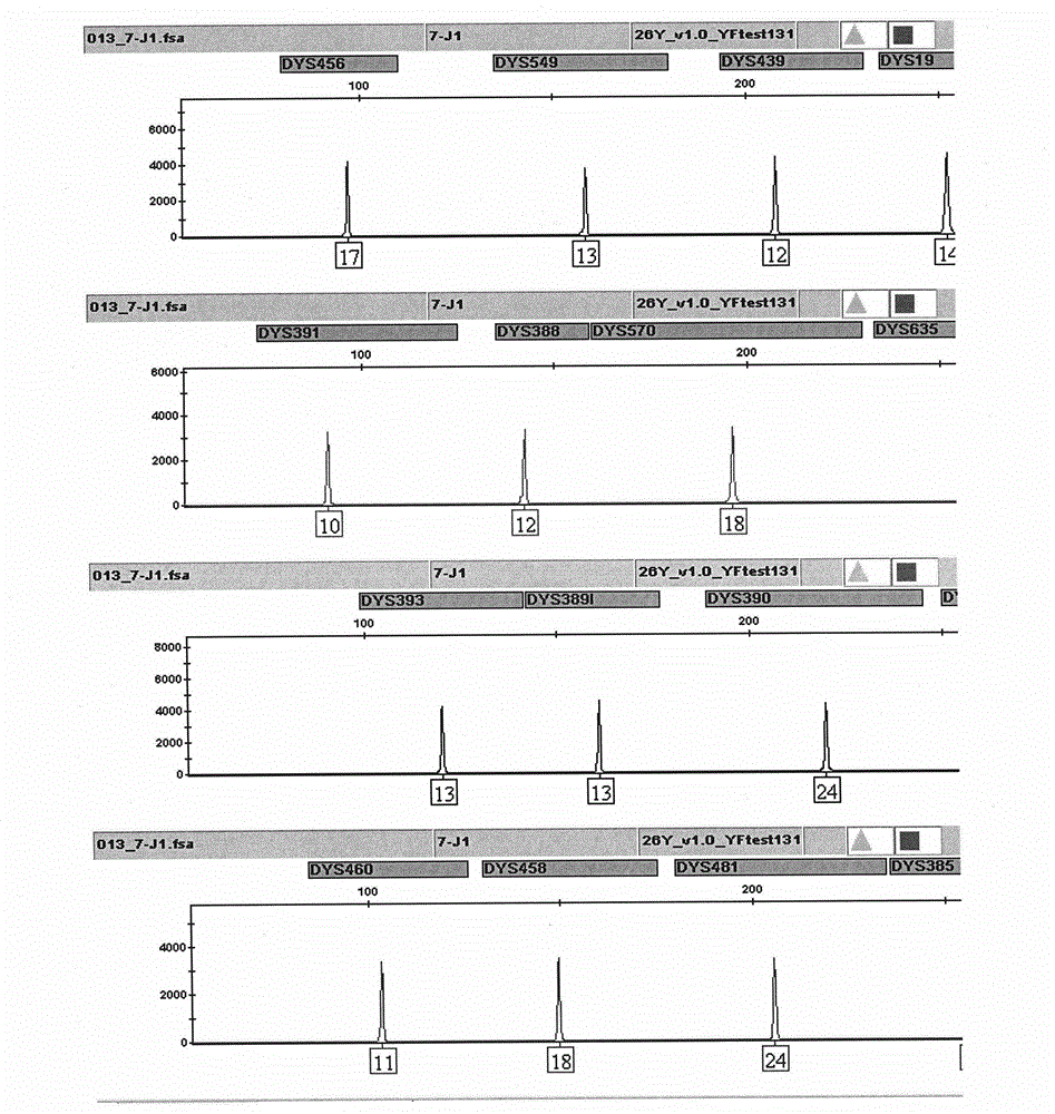 Composite amplification kit for 26 Y chromosome short tandem repeats