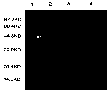 High-efficiency bifidobacterium bifidum induced by space mutagenesis, its application and preparation method of capsule preparation