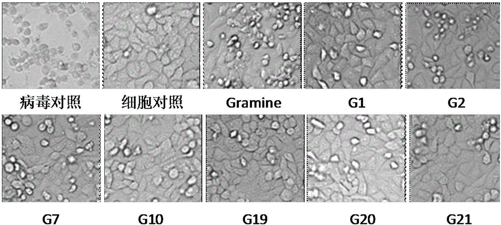 Gramine analogue with heterocyclic structure and application of gramine analogue with heterocyclic structure to preparation of anti-CVB3 virus medicines