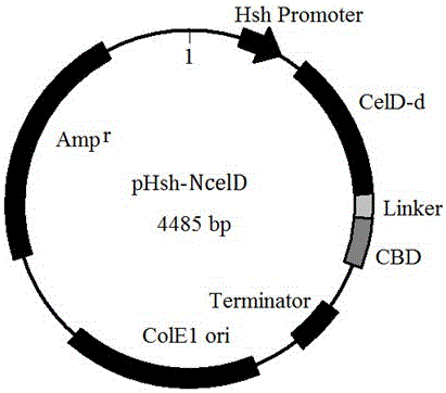 Reconstruction method of cellulosome gene and obtained cellulase