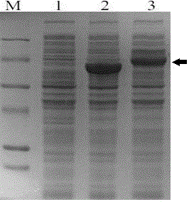 Reconstruction method of cellulosome gene and obtained cellulase