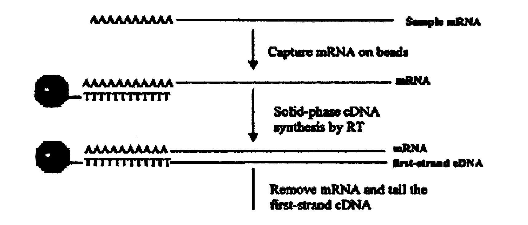 Fast and efficient construction method of normalized full-length cDNA library