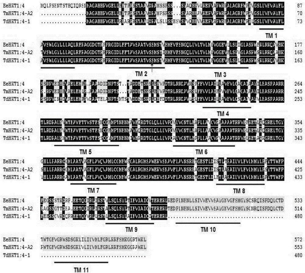 Elytrigia elongata HKT type transporter, namely EeHKT1; 4, as well as coding gene and application thereof