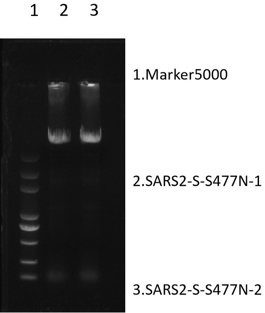 Screening method of SARS-CoV2 potential mutation sites and application thereof