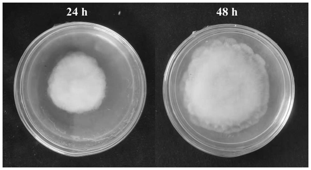 Efficient phosphate-solubilizing absidia and application thereof