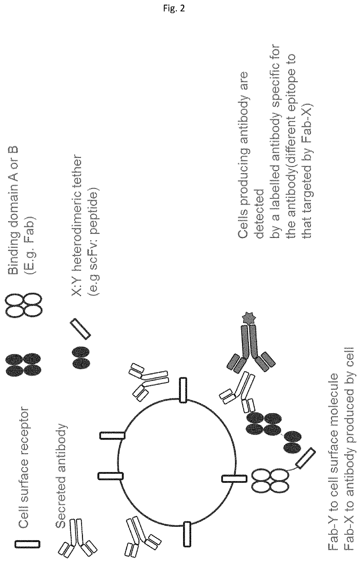 Method employing bispecific antibodies