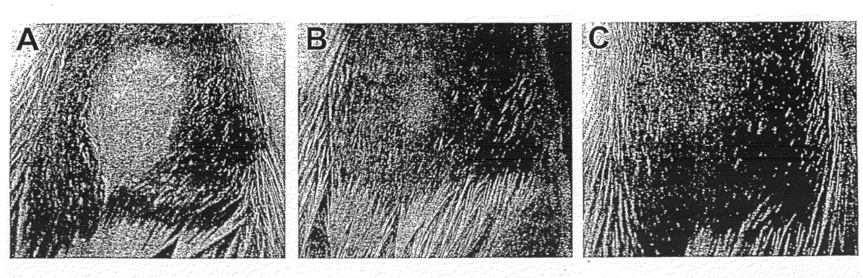 Mutant F. turlarensis strain and uses thereof