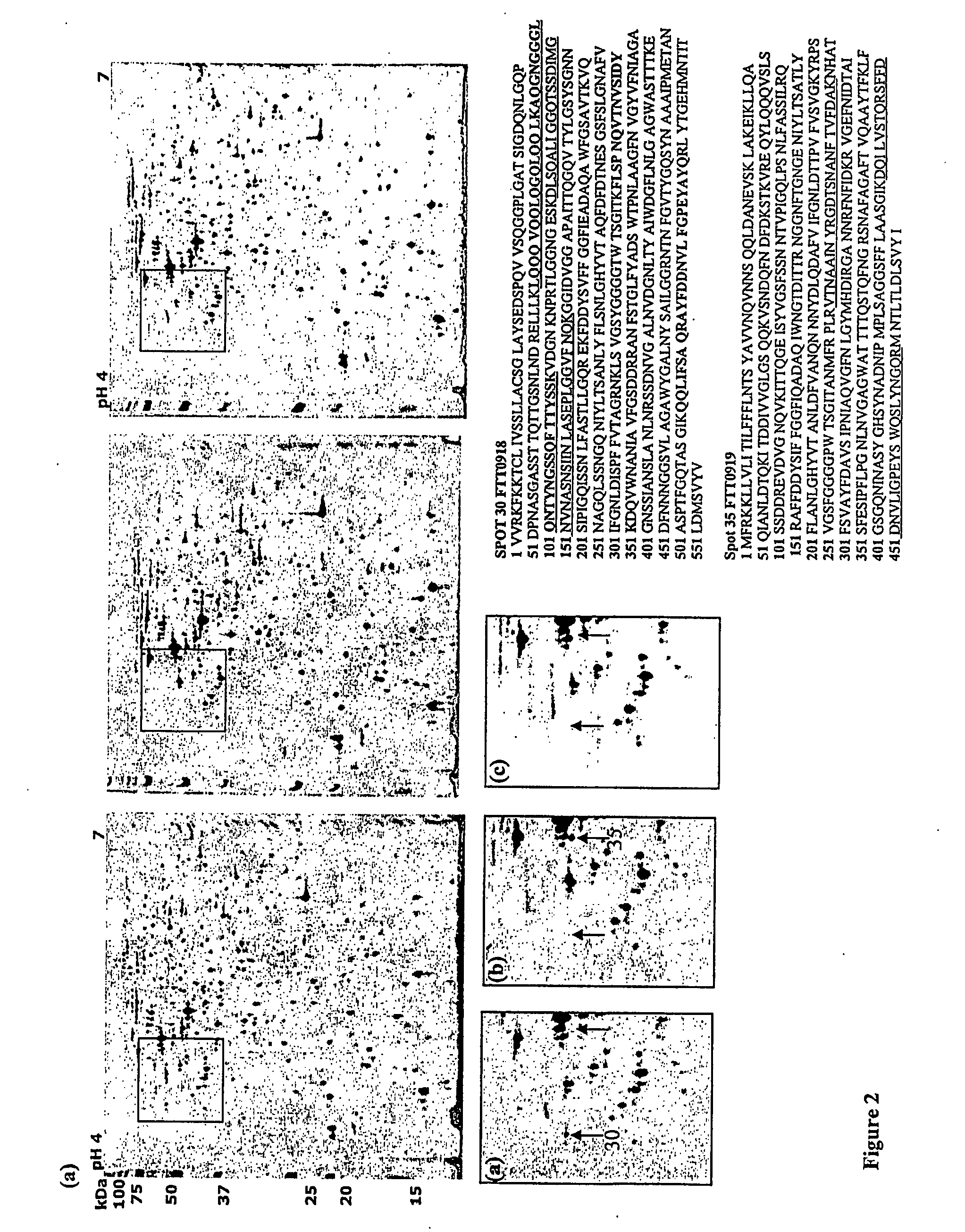 Mutant F. turlarensis strain and uses thereof