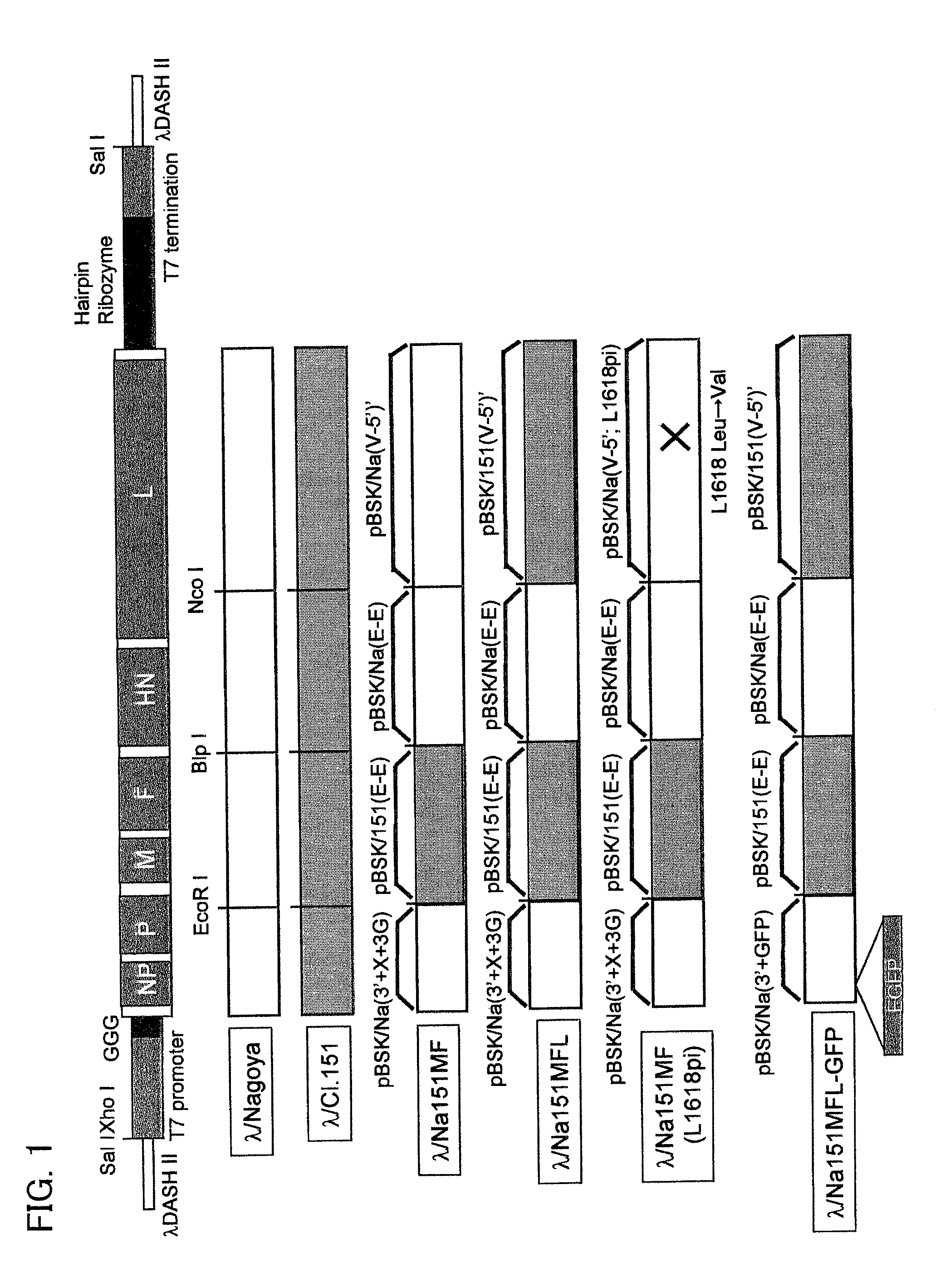 Persistently infective <i>Sendai virus </i>vector