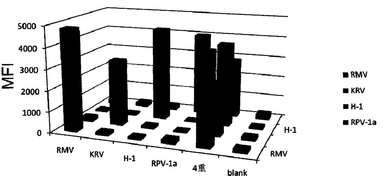 A multiplex fluorescence analysis method and kit for simultaneously detecting 4 strains of rat parvoviruses