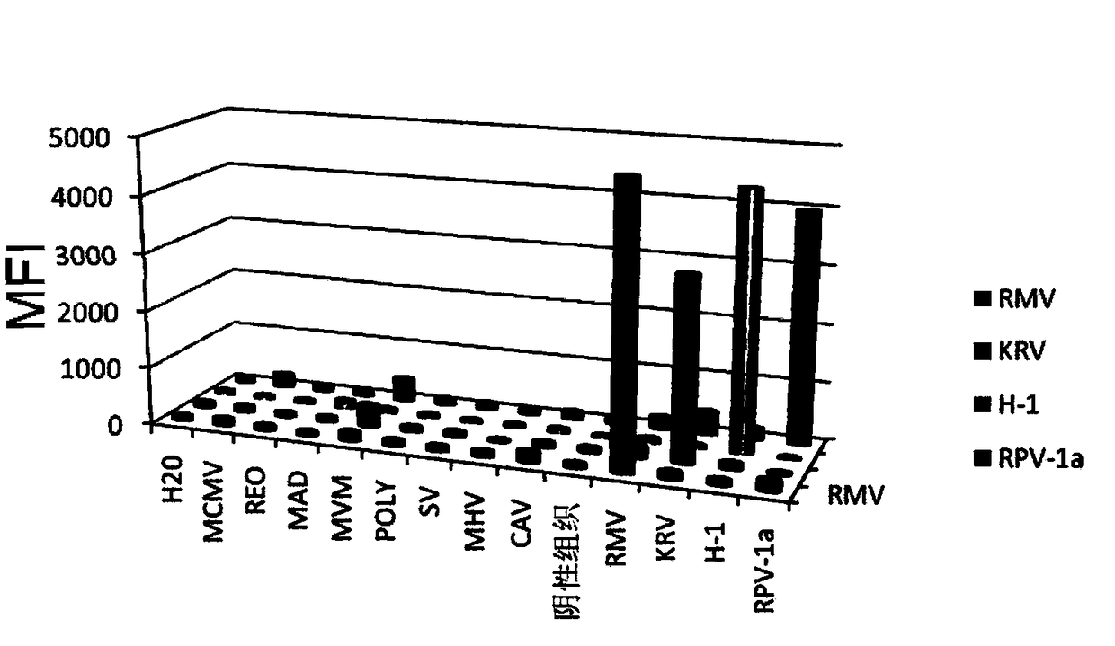 A multiplex fluorescence analysis method and kit for simultaneously detecting 4 strains of rat parvoviruses