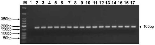 A peanut DNA barcode standard detection gene and molecular identification method of peanut species