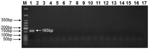 A peanut DNA barcode standard detection gene and molecular identification method of peanut species