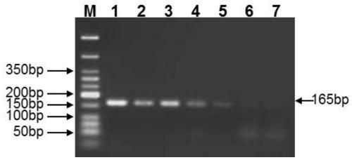 A peanut DNA barcode standard detection gene and molecular identification method of peanut species