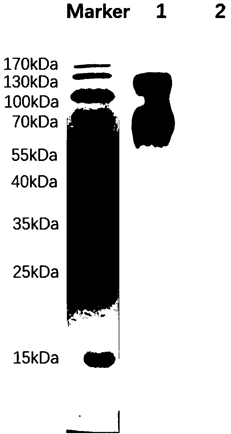 Monoclonal antibody against Napsin A protein, cell strain, preparation method and application