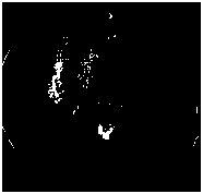 Streptomyces lavender s3-5 and its application in the control of corn gray spot