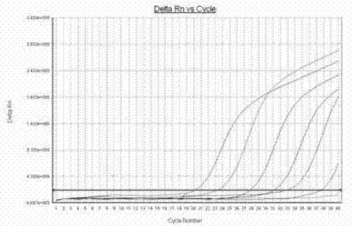 CSFV detection method utilizing realtime fluorescence quantitative RT-PCR