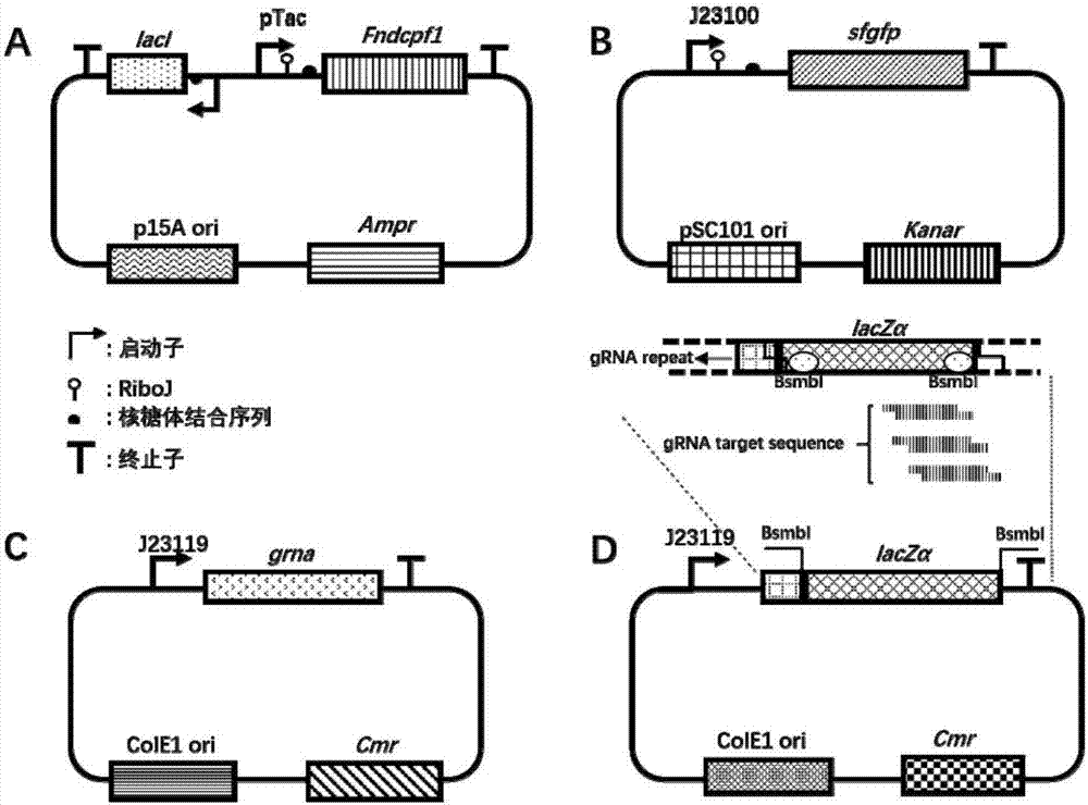 Programmable multi-site specificity transcription inhibition system and application thereof