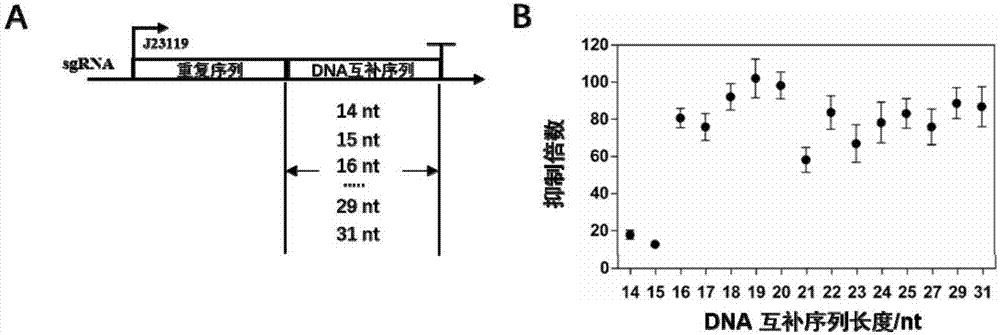 Programmable multi-site specificity transcription inhibition system and application thereof