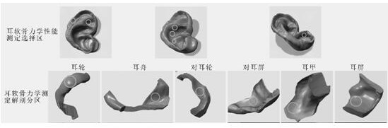 3D printed mechanical bionic auricle cartilage tissue engineering scaffold and manufacturing method thereof